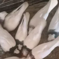 کفتر طوقی|پرنده|سده (خراسان جنوبی), |دیوار