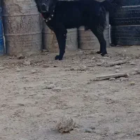نر اصیل قهدریجانی