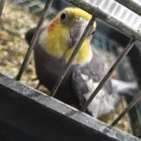 عروس هلندی و مرغ مینا|پرنده|اهواز, پردیس|دیوار