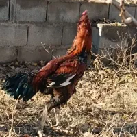 لاری درجه یک|حیوانات مزرعه|کشکسرای, |دیوار