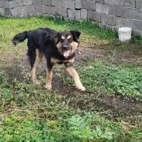 ژرمن اصیل چهار ماه موبلند