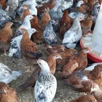 جوجه مرغ ۲ الی ۳ ماهه