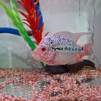 کامفا مولتی کالر کلکسیونی|ماهی|شیراز, گویم|دیوار