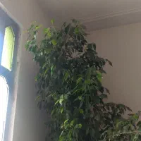درخت بنجامین بلک ۳متری