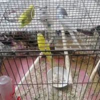 دو جفت مرغ عشق به شرط|پرنده|خمینیشهر, |دیوار