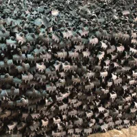 خریدوفروش لوله وبست فقط داربستی درهمدان