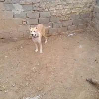 توله ۶ ماهه|سگ|تربت جام, فاز ۱ فرهنگیان|دیوار