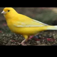 قناری شوره پرنده