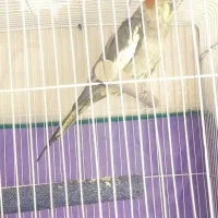 عروس هلندی ماده|پرنده|کرمان, |دیوار