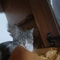 گربه خسته خسته آماده برای خواب