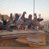 تا کفتر