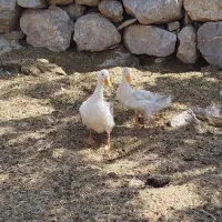 اردک