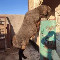 فروش چند راس دام از نوع بره بز سانن. نر بزبره قوچی