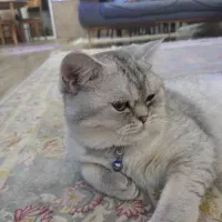 گربه بریتیش نر|گربه|زنجان, |دیوار