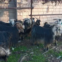 روغن گوسفندی خالص