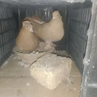 یجفت رواعب زرد درشت