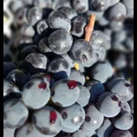 کشمش افتابی میوه مجلسی انگور شانی دیم انگور شرابی|خوردنی و آشامیدنی|تهران, میدان میوه و ترهبار مرکزی|دیوار