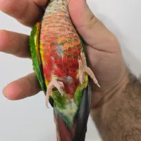 گرینچیک مولد دستی روی جوجه دبل رد یلوساید|پرنده|اصفهان, شاه پسند|دیوار