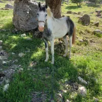 اسب|اسب و تجهیزات اسب‌سواری|ایذه, |دیوار