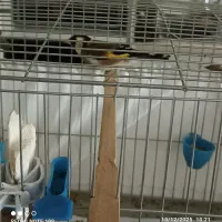 سهره نر بخون|پرنده|پردیس, فاز ۲|دیوار