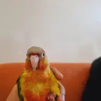 گرینچیک|پرنده|تهران, حصار بوعلی|دیوار