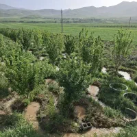 فروش یک قطعه باغ مثمر۲۰۰۰متر