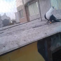 کلاغ سیاه کاکلی نر صید