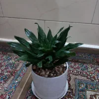 گل کامپکت و سانسوریا