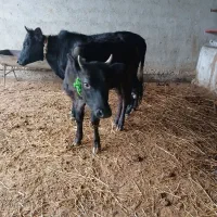 دوتا گوساله ماده