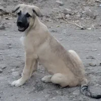 واگذاری توله سگ ماده پژدر عراقی دونیم ماهه