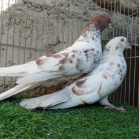 کفتر فروش یا معاوضه|پرنده|بافت, |دیوار