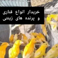 فروش پرنده زینتی