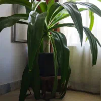 گل اشک ملکه با گل سفید