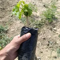 نهال انگور خارجی یعقوبشاه|خدمات باغبانی و درختکاری|بهار, |دیوار