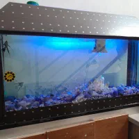 آکواریوم|ماهی|خرم‌آباد, |دیوار