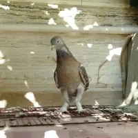 کفتر ترکیه ای نر و ماده   و گوک سوسنی ترک|پرنده|شیراز, رکنآباد|دیوار