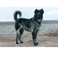 سگ نگهبان توله یا بزرگ