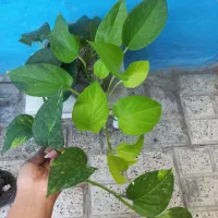 گلهای باکیفیت وشاداب همه باهم فقط۳۰۰هزارتومان