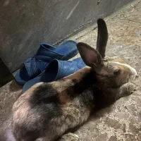 خرگوش زیرک و باهوش