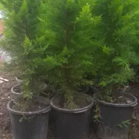 نهال لاوسون|گل و گیاه طبیعی|نوشهر, |دیوار