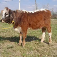 لیشه سرخ سیل گوساله ماده چالوسی گاو