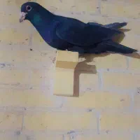 نرکلاغ گردن کلفت