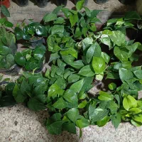 گلسرای ارامش بار جدید
