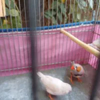 یه جفت فنچ همراه قفس|پرنده|فردیس, شهرک ۱۱۰|دیوار