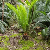 فروش سیکاس رامسر|گل و گیاه طبیعی|رامسر, |دیوار