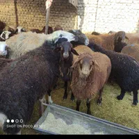 گوسفند زنده ارگانیک با قیمت مناسب در مشهد|حیوانات مزرعه|مشهد, طلاب|دیوار