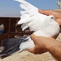 کبوتر دم سیاه دمبی