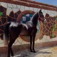 اسب نریان دره شوری نوه سالار فرخشهر|اسب و تجهیزات اسب‌سواری|نجف‌آباد, ویلاشهر|دیوار