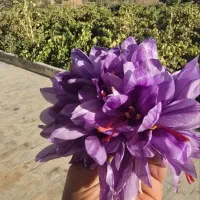 کارگر گل چینی زعفران