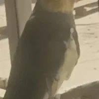 عروس هلندی گمشده